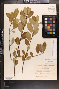 Ilex coriacea image