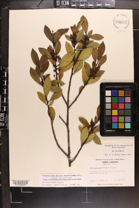 Ilex coriacea image