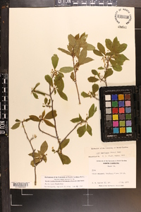 Ilex laevigata image