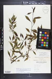 Ilex longipes image