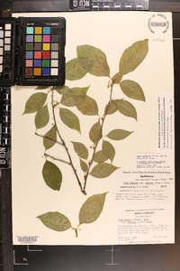 Ilex montana image