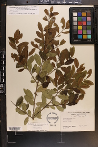 Ilex vomitoria image