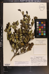 Ilex vomitoria image