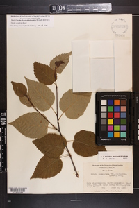 Betula cordifolia image