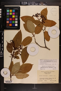 Viburnum cassinoides image