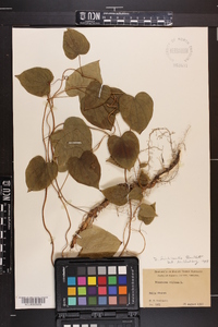 Dioscorea villosa image