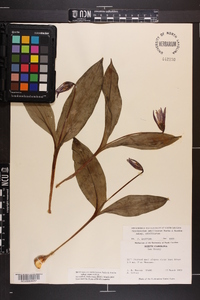 Erythronium umbilicatum image