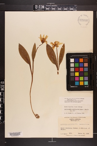 Erythronium umbilicatum image