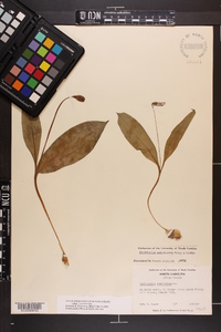 Erythronium umbilicatum subsp. umbilicatum image