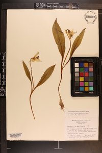 Erythronium umbilicatum image