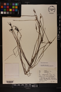 Scleria reticularis image