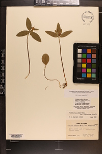 Trillium virginianum image