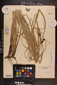 Carex joorii image