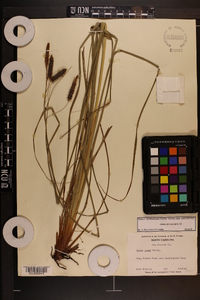 Carex glaucescens image