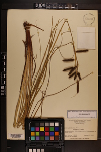 Carex glaucescens image