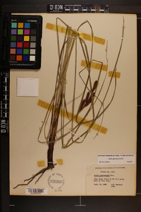 Carex glaucescens image