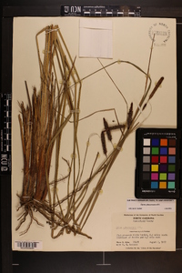 Carex glaucescens image