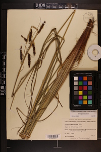 Carex glaucescens image