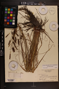 Carex glaucescens image