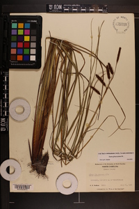 Carex glaucescens image