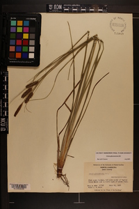 Carex glaucescens image