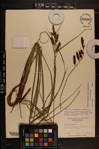 Carex glaucescens image