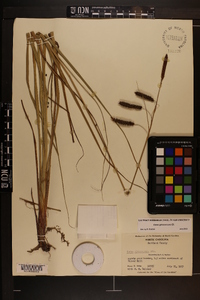 Carex glaucescens image