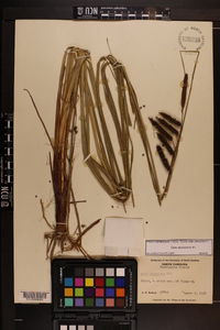 Carex glaucescens image