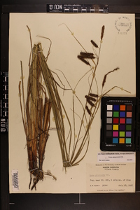 Carex glaucescens image