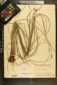 Carex glaucescens image