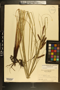 Carex glaucescens image