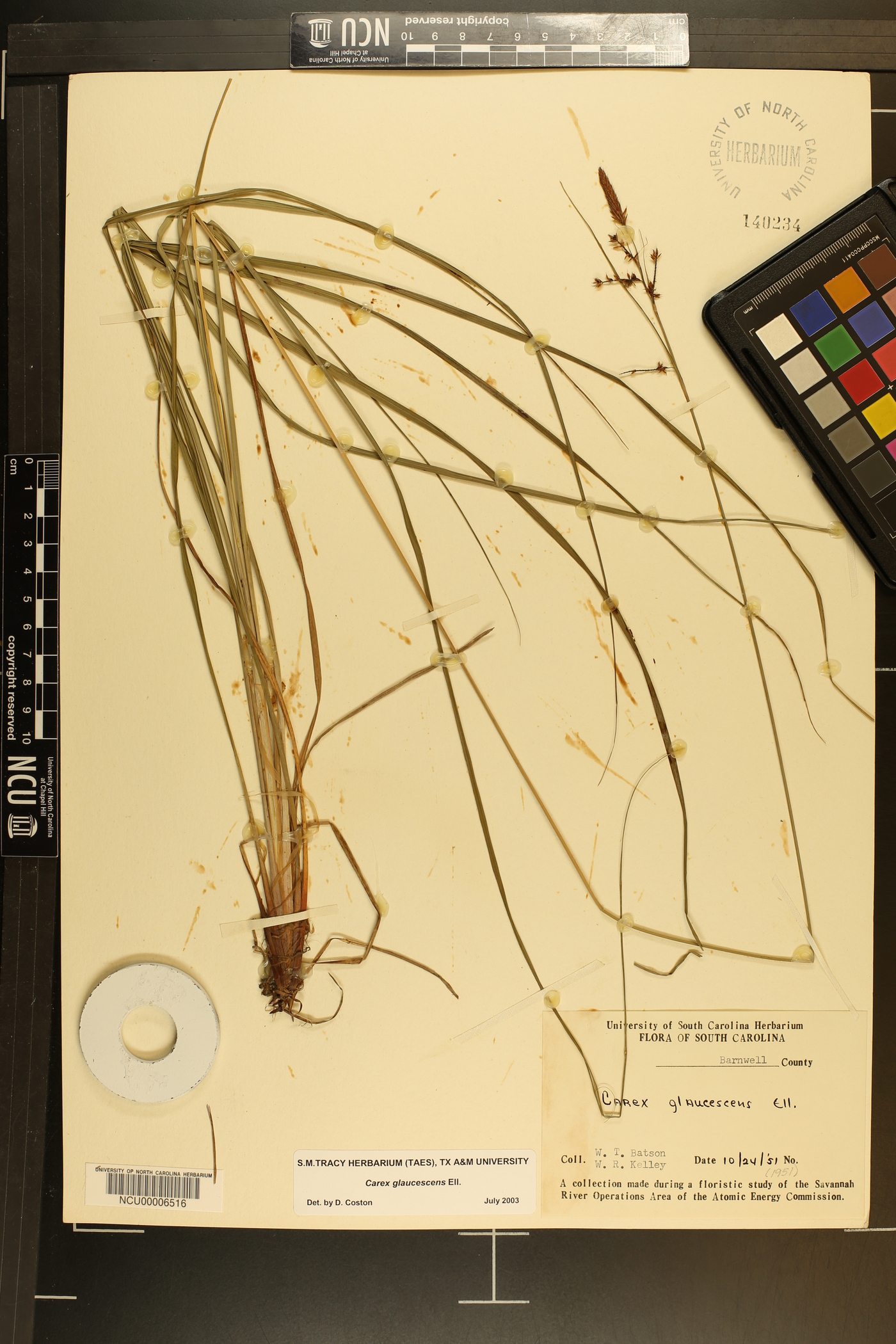 Carex glaucescens image