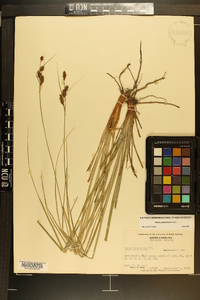 Carex glaucescens image