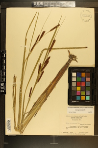 Carex glaucescens image