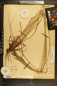 Carex glaucescens image