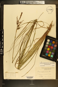 Carex glaucescens image