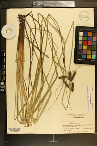 Carex glaucescens image