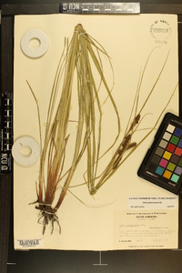 Carex glaucescens image