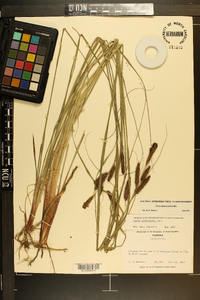 Carex glaucescens image