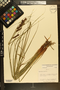 Carex glaucescens image