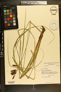 Carex glaucescens image