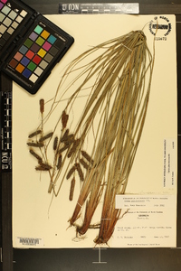 Carex glaucescens image