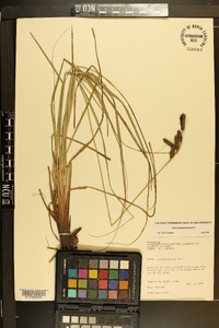 Carex glaucescens image