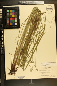 Carex glaucescens image