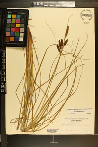 Carex glaucescens image