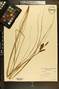 Carex glaucescens image