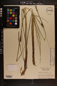 Carex walteriana image