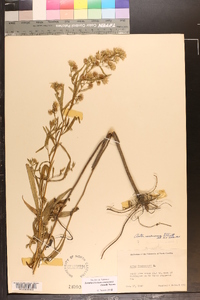 Symphyotrichum simmondsii image