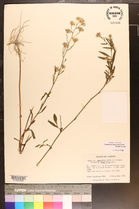 Symphyotrichum simmondsii image