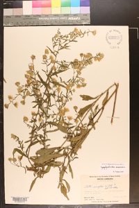 Symphyotrichum racemosum image